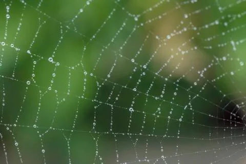 Spider web with raindrops Stock Photos