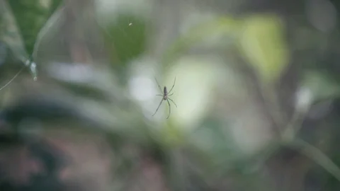 Spider in web in the rainforesr Stock-Footage 82177407