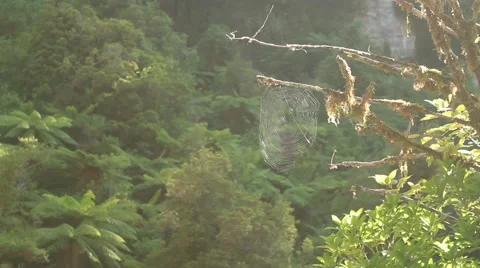 Spider Web in Rainforest Stock Footage 47432890