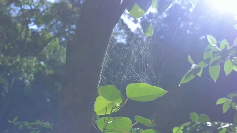 Spider web in rainforest Stockbeeldmateriaal 85141598