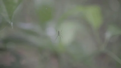 Spider in web in the rainforest slog2 Stock-Footage 82447754