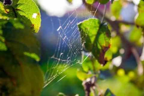 Spider web in the rays of the setting sun on a tree among foliage Stock Photos
