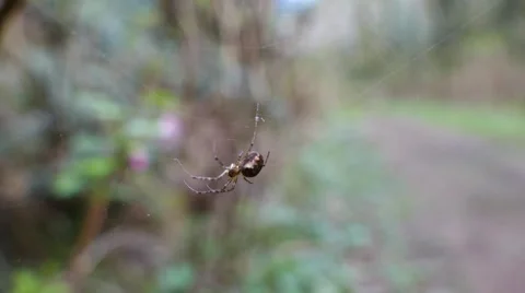 Spider in web, reacts Video stock 48784879