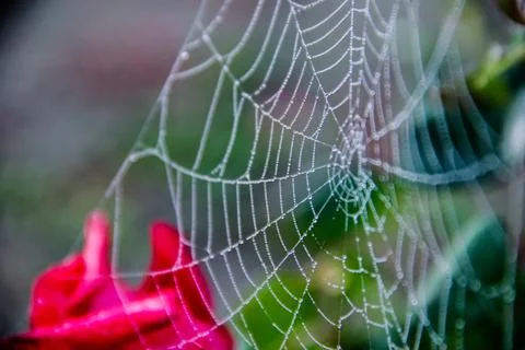 Spider web with red rose in the background, shallow depth of field Stock Photos