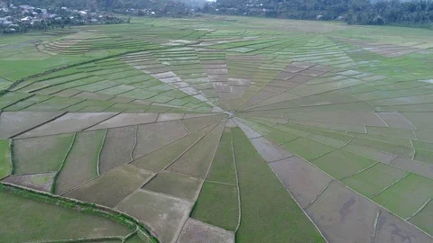 Spider web rice field in Ruteng Video stock 83924764