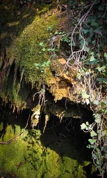 Spider web on the rock Stock Photos