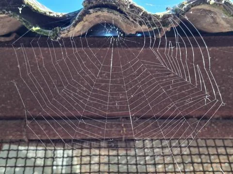 Spider web in Romania. Macro Stock Photos