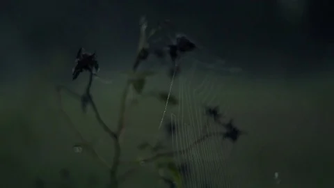 Spider Web Rose Bush 스톡 동영상 81688173
