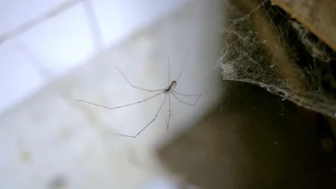 Spider web running away close up detail Stock Footage 123110613