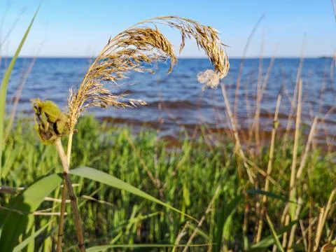 Spider web on rush curly head growing on a bank of a river. Foto stock