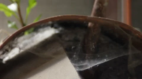 Spider web into a rusted barrel 動画素材 65088835