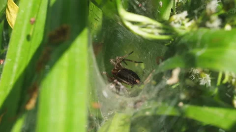 Spider in the web on the Rybaczówka pond. Linyphiidae Stock Footage 196211706