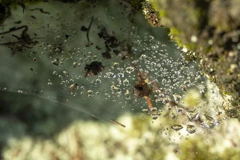 A spider web is seen in the foreground of a green leafy area Stock Photos