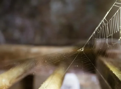 Spider Web Selective Focus Stock Photos