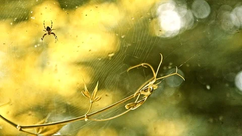 Spider in the web in the setting sun. Stock Footage 86523882