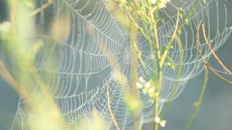 Spider web shaking on the Wind 스톡 동영상 53401923