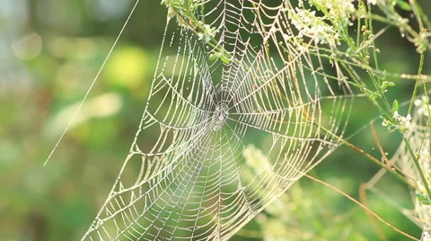 Spider web shaking on the Wind 스톡 동영상 53402398