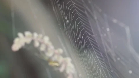 Spider web shaking with wind 스톡 동영상 83552441