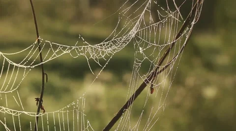 Spider web shaking on wind in forest Stock Footage 65767004