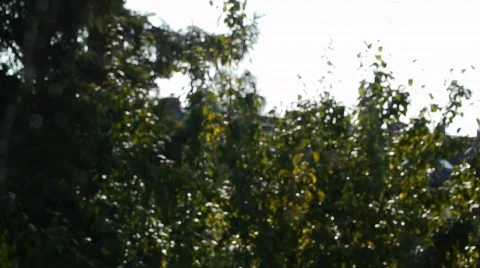 Spider Web - Shallow Depth of Field Composing Stock Footage 854803