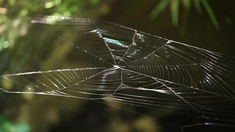 Spider web shining in bright summer sun light Stock Footage