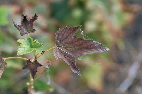 Spider web on sick brown currant leaves, as sign of spider mite Stock Photos