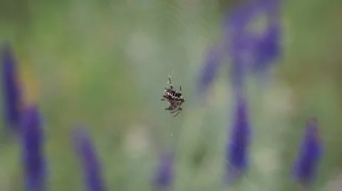Spider Web Side View Dolly Stock Footage 34528254