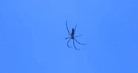 Spider Web Silhouette Against Starry Sky Background 스톡 동영상 289521140