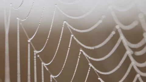 Spider web silk in tall grass in savannah at midday Stock Footage 314785024