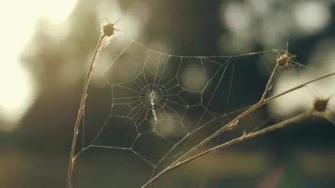Spider web slow motion Stock Footage 219613450