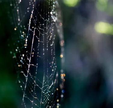 Spider web with small drops of water Stock Photos