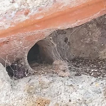 Spider Web in Small Hole Under Old Wall Foto stock
