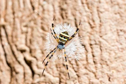 The spider on the web with the soils texture background Stock-Fotos