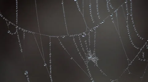 Spider web with some water droplets early in the morning Stock Footage 36646864