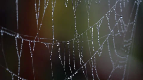 Spider web with some water droplets early in the morning Stock Footage 36646912