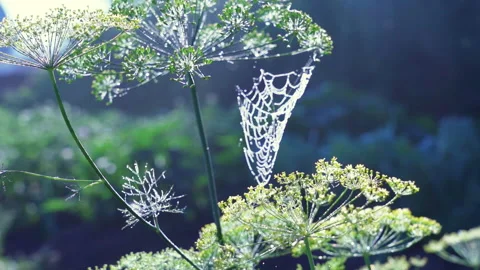 A spider web with some water droplets early in the morning Stock Footage 221185029