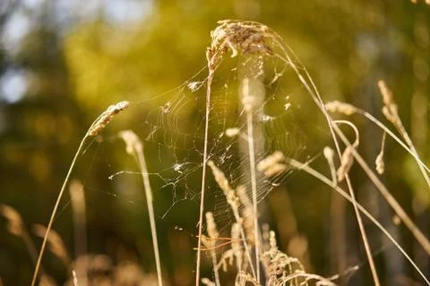 Spider web on spica Stock Photos