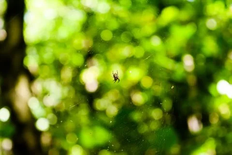 Spider web with a spider on the background of a green colorful forest with a Stock Photos