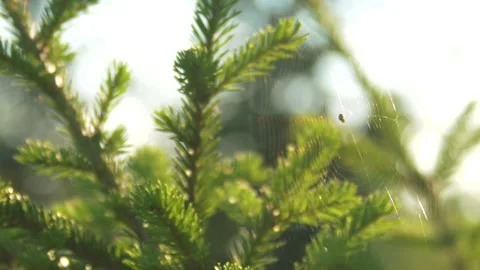 A spider web with a spider on the branches of a spruce on a sunny day. Stock Footage 153754374