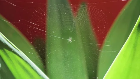 Spider web with spider in the center Stock Footage 201670736