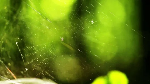 Spider web with spider in center on green forest background. Stock Footage