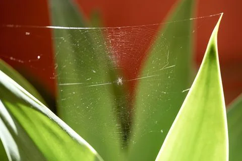 Spider web with spider in the center Stock Photos