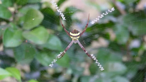 Spider on the web, spider closeup Stock Footage 290931777