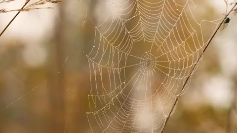 Spider web with spider on dry wild plants in autumn meadow, macro. Stockbeeldmateriaal 330450569