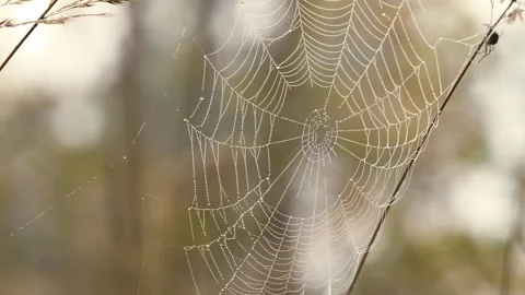 Spider web with spider 스톡 동영상 290763739