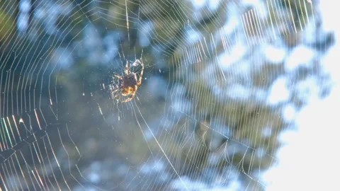Spider on the web. spider in the forest. Spider on a web in the forest. Spider Stock-Footage 278867659