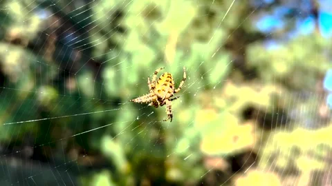 Spider on the web. spider in the forest. Spider on a web in the forest. Spider Stock Footage 278867694