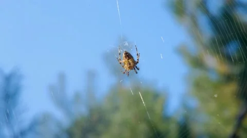 Spider on the web. spider in the forest. Spider on a web in the forest. Spider Stock Footage 280213588
