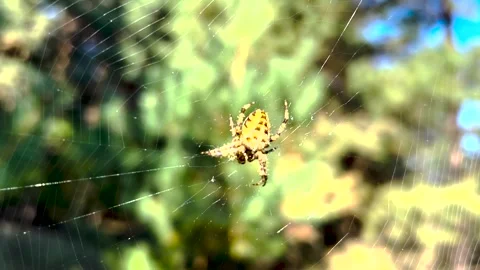 Spider on the web. spider in the forest. Spider on a web in the forest. Spider Stock Footage 280213598