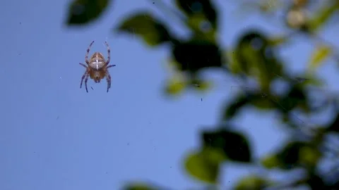 Spider Web with a Spider on It Waiting for Its Next Victim Stock Footage 269142569